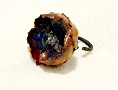 Anillo mar ko