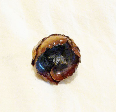 Anillo mar ko