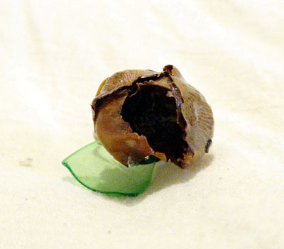Anillo coco verde