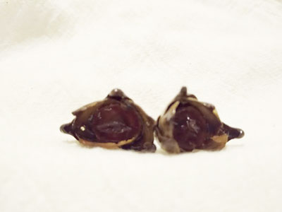 Aretes palmera cocotera